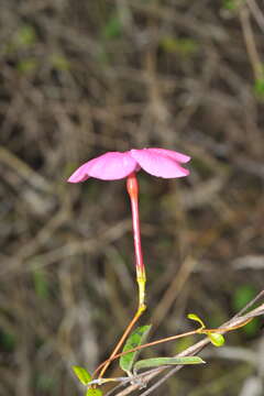 Image of Mesechites roseus (A. DC.) Miers