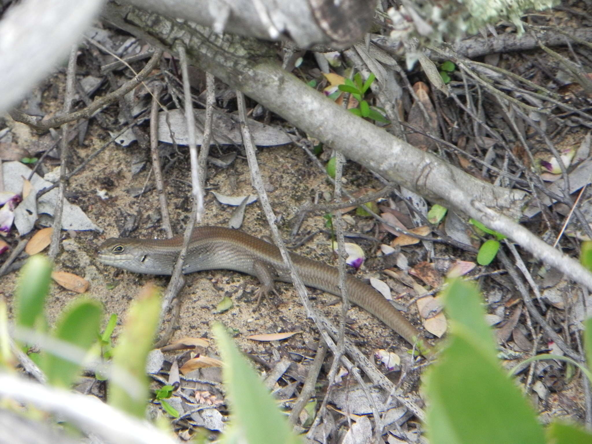 Image of White's Rock-skink