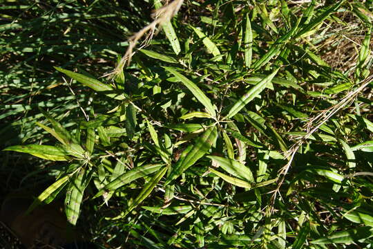 Image of Croton phebalioides F. Muell. ex Müll. Arg.