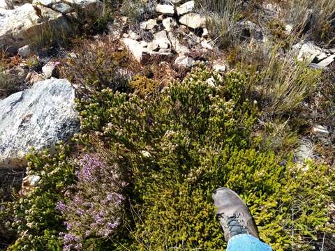 Image of Leucadendron sorocephalodes Phillips & Hutchinson