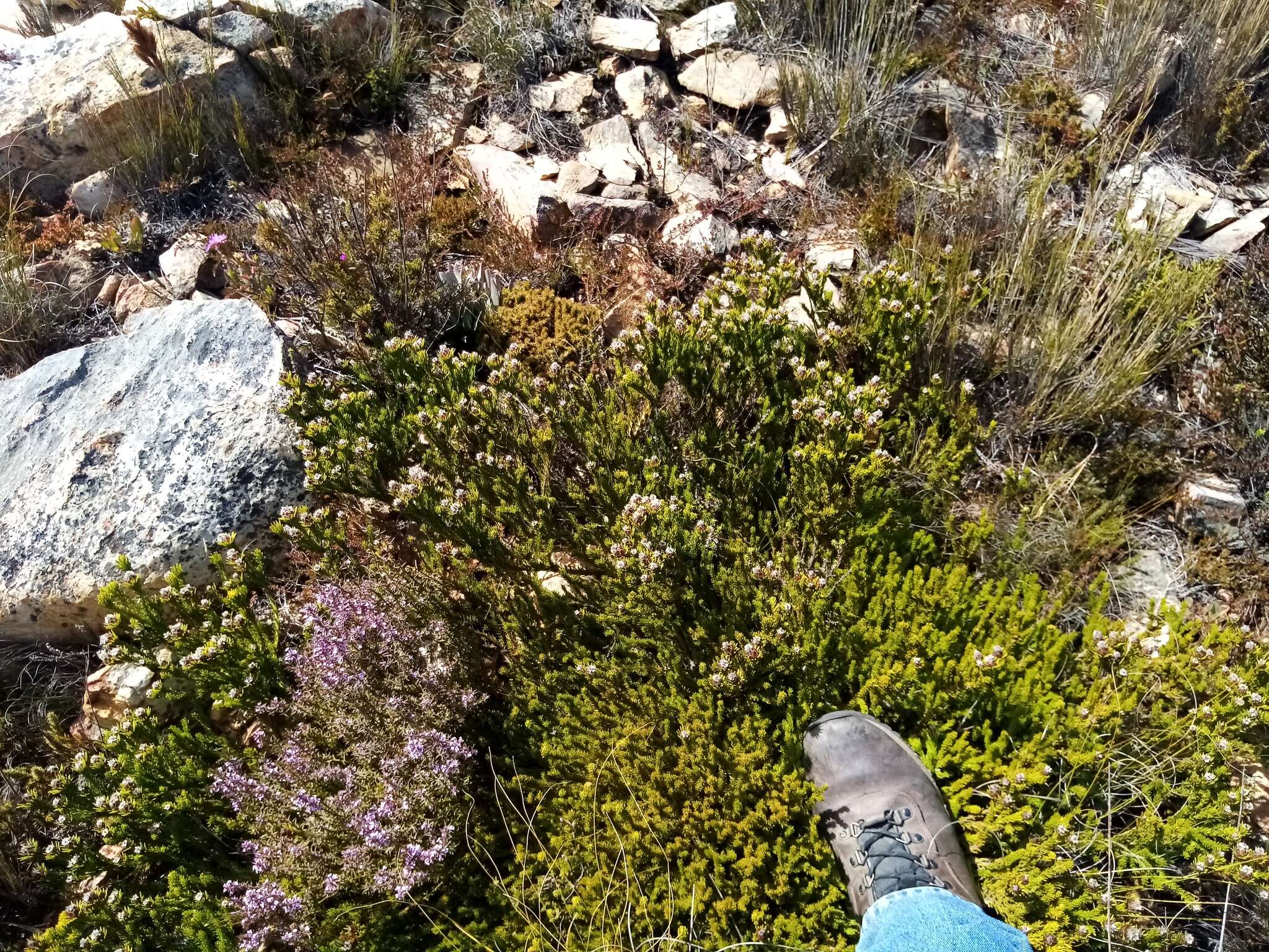 Image of Leucadendron sorocephalodes Phillips & Hutchinson