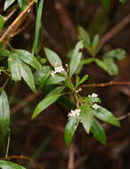 Image of Zieria arborescens subsp. arborescens