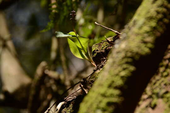 Imagem de Drimiopsis atropurpurea N. E. Br.