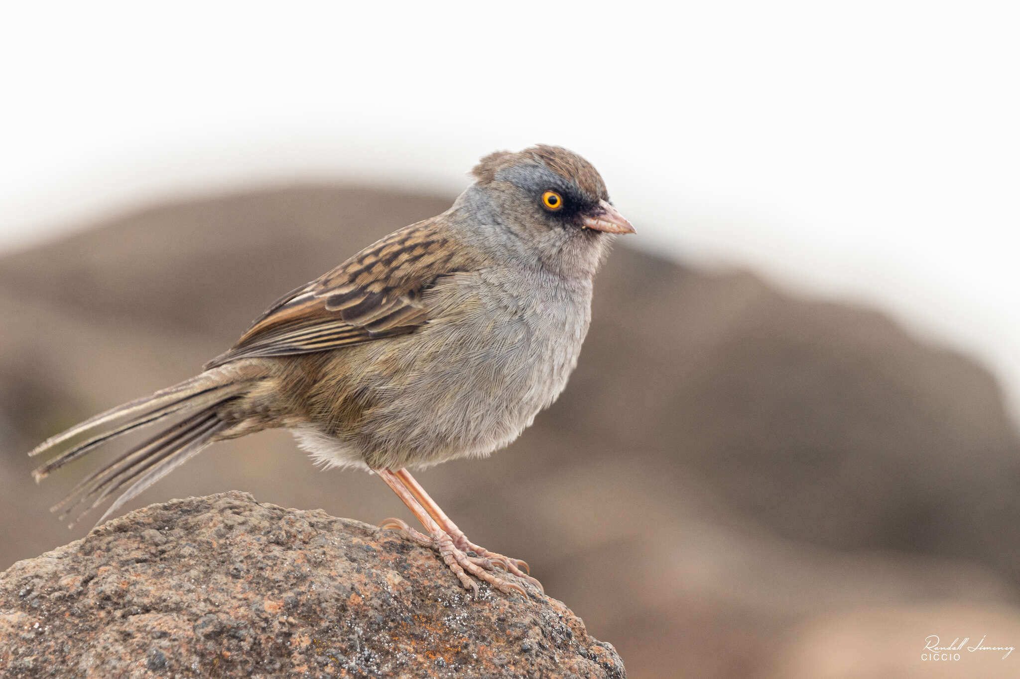 Image of Volcano Junco