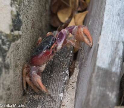 Image de Crabe Touloulou