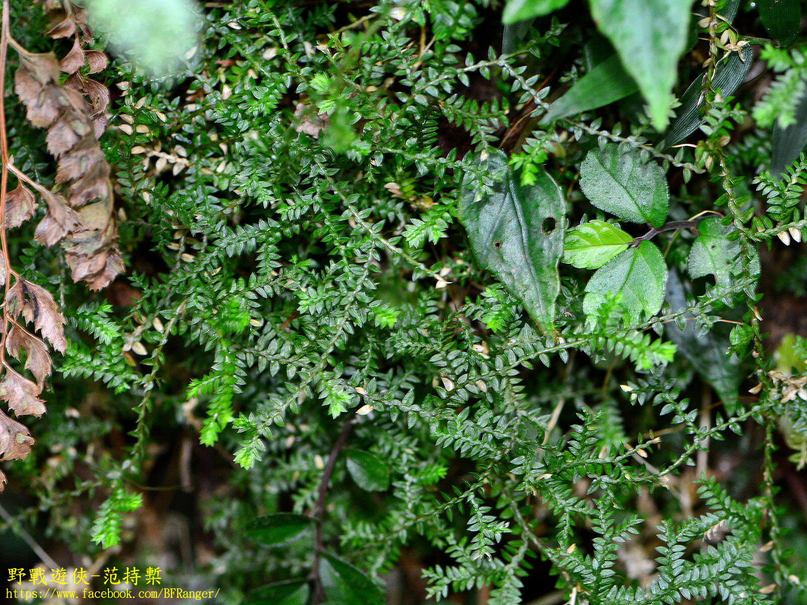 Image of Selaginella remotifolia Spring