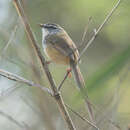 Image of Prinia superciliaris erythropleura (Walden 1875)