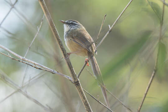 Image of Prinia superciliaris erythropleura (Walden 1875)