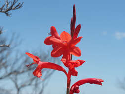 صورة Watsonia stenosiphon L. Bolus