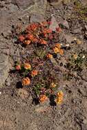 Image of sulphur-flower buckwheat