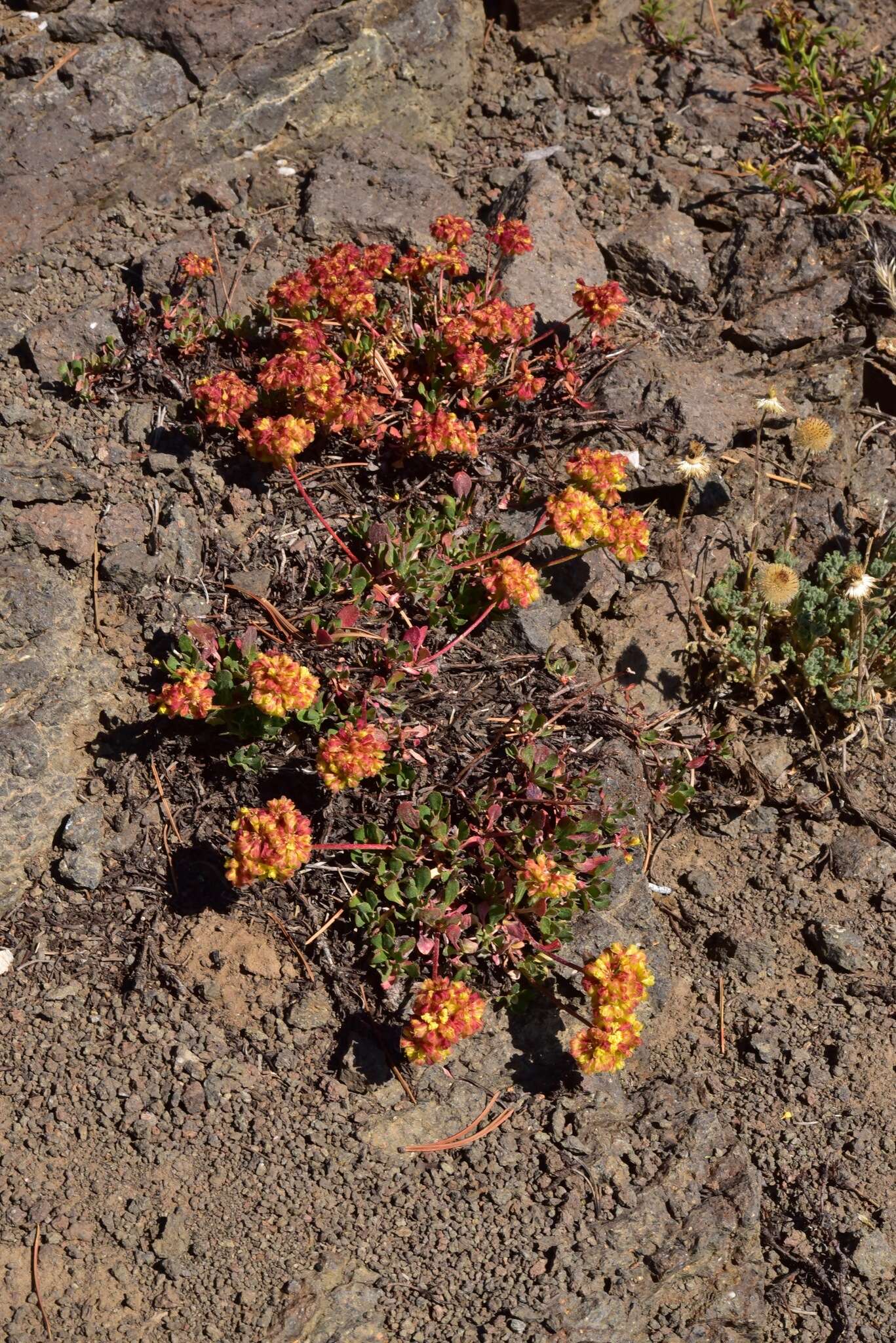 Image of sulphur-flower buckwheat