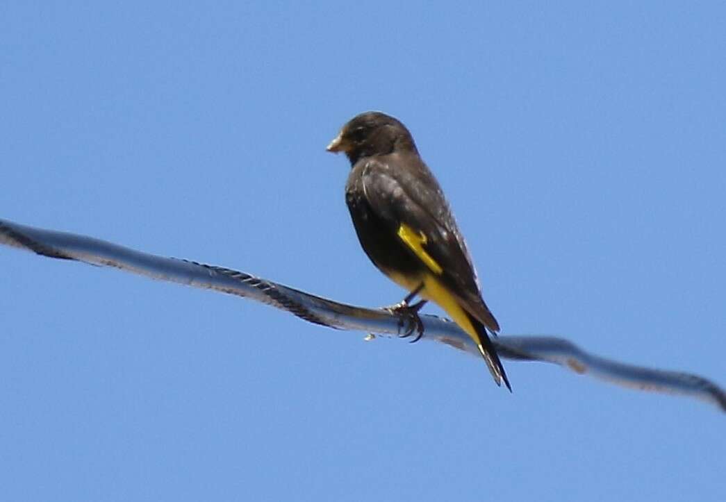 Image of Black Siskin