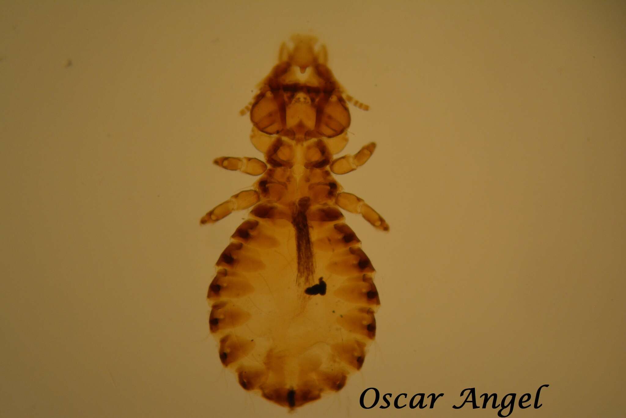Image of Anatoecus dentatus (Scopoli 1763)