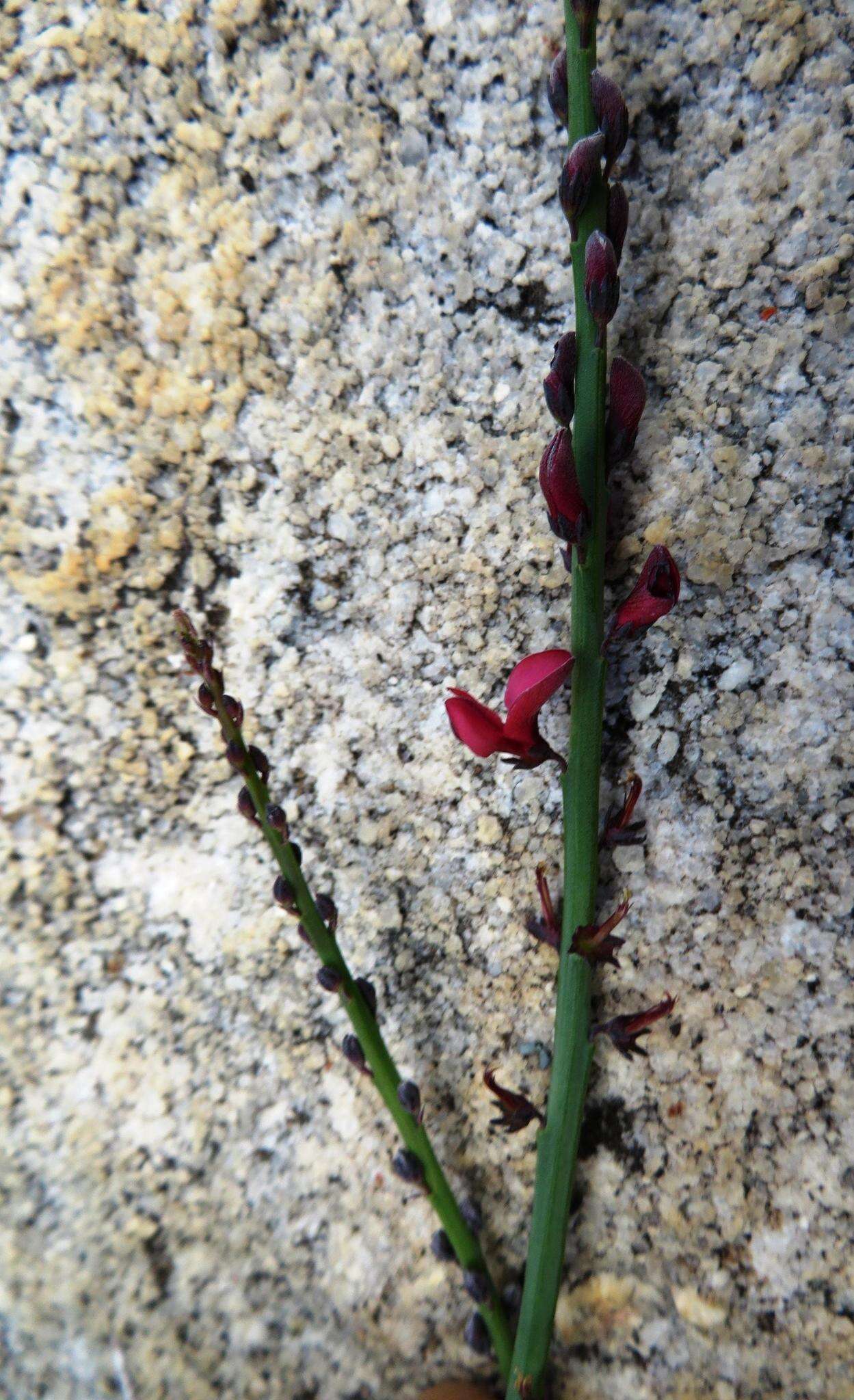 Indigofera gifbergensis C. H. Stirt. & Jarvie的圖片