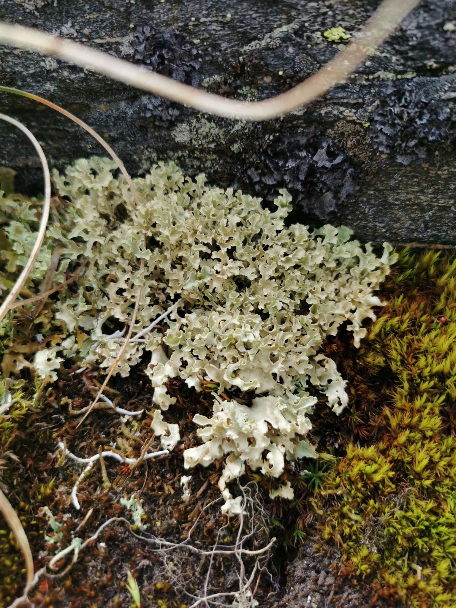 Image of Curled Snow Lichen