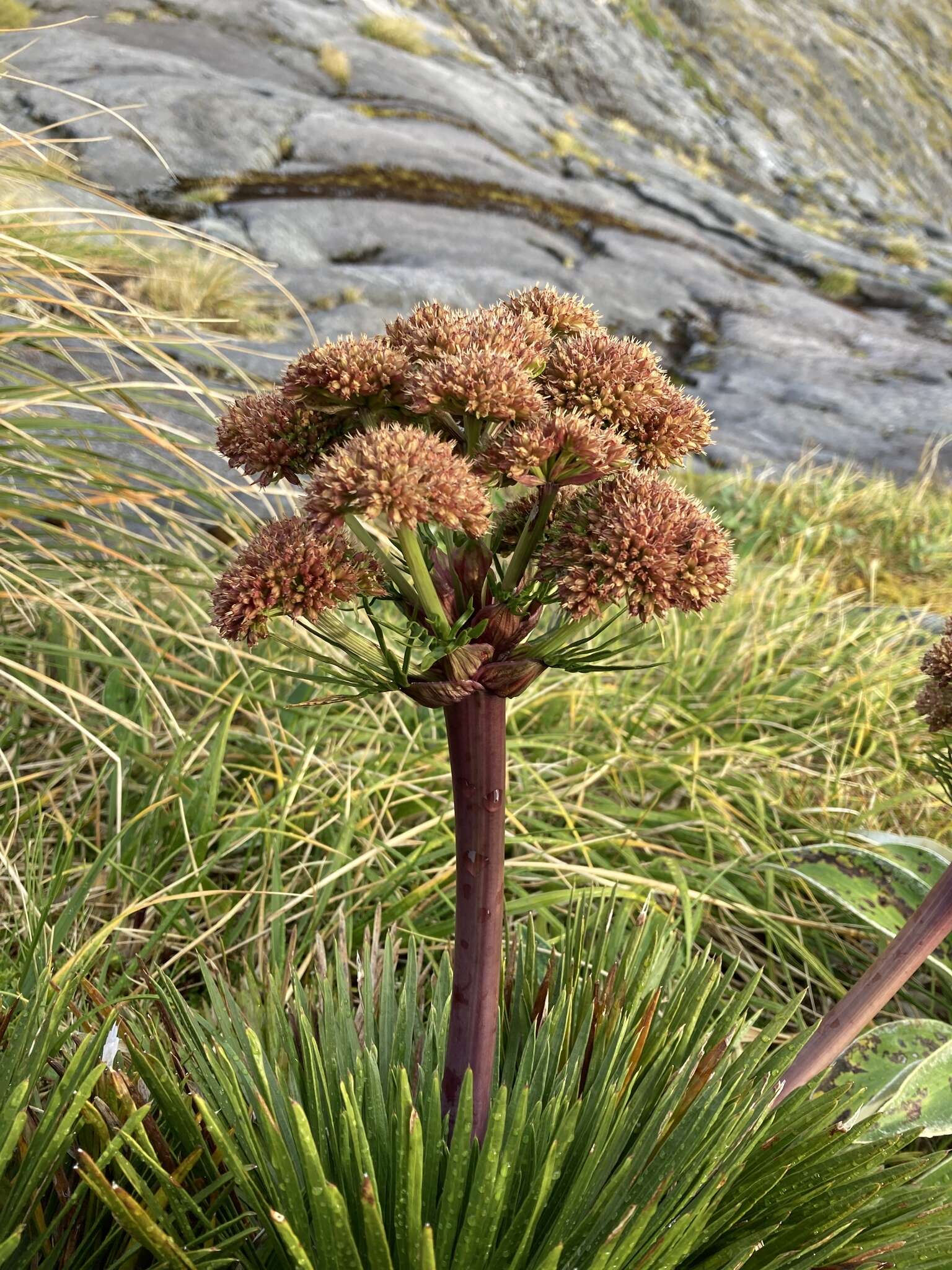 Image of Aciphylla congesta Cheeseman