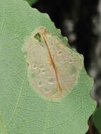 Image of Aspen Leaf Blotch Miner Moth