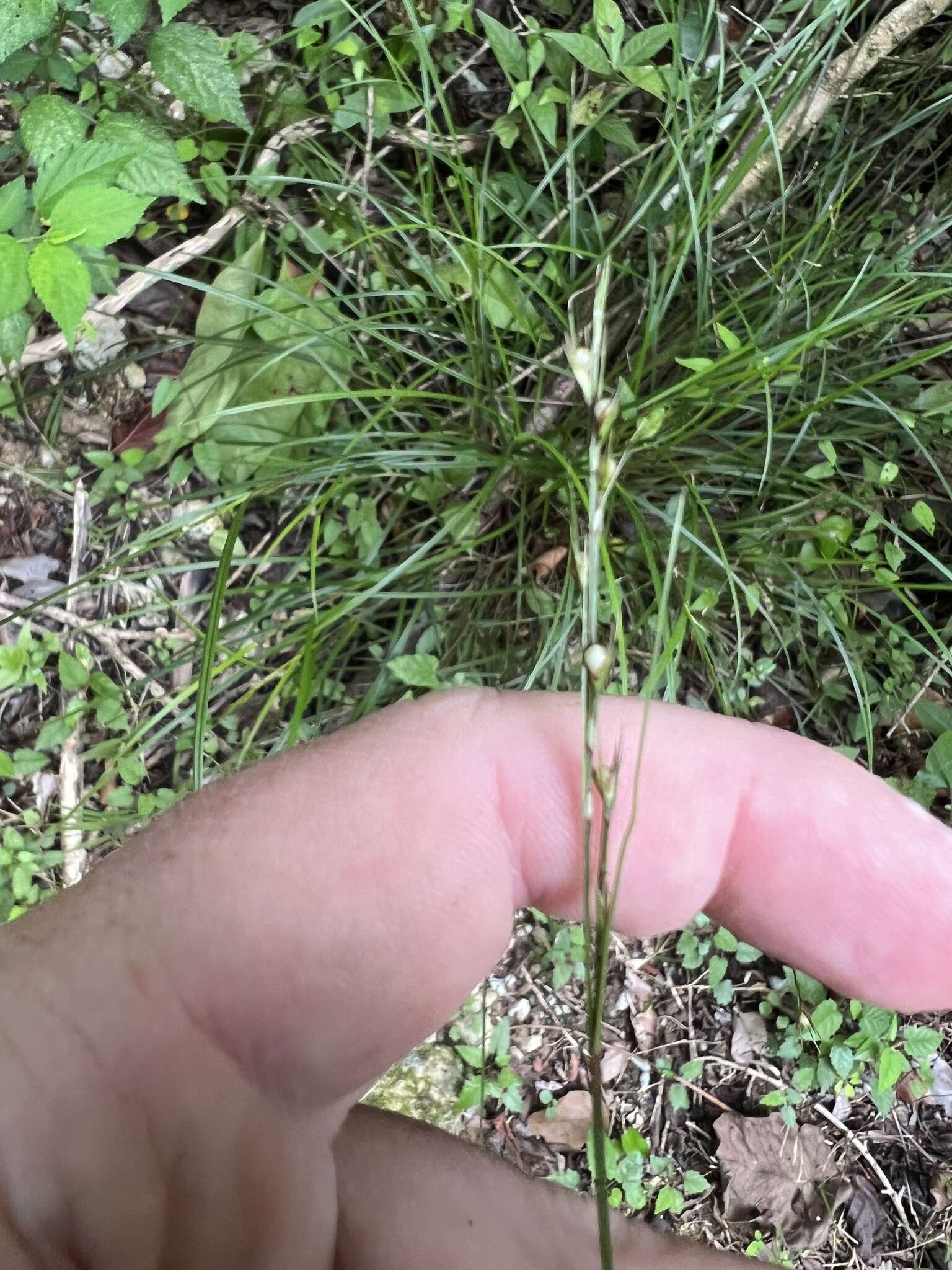 Image of Florida Keys Nut-Rush