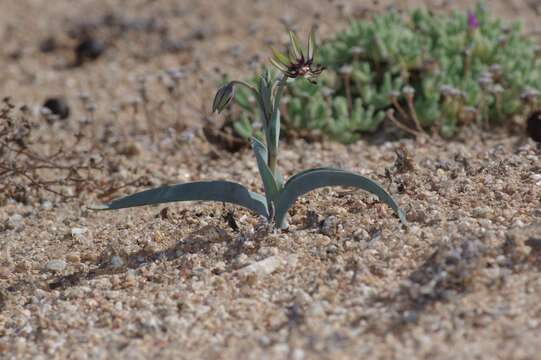 Image of Bird's tongue