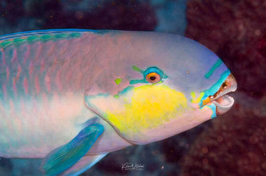 Image of Heavybeak Parrotfish