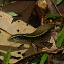 Sivun Zonosaurus madagascariensis madagascariensis (Gray 1831) kuva