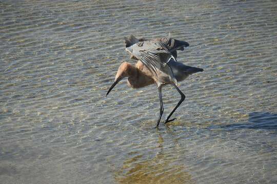 Image de Egretta rufescens rufescens (Gmelin & JF 1789)