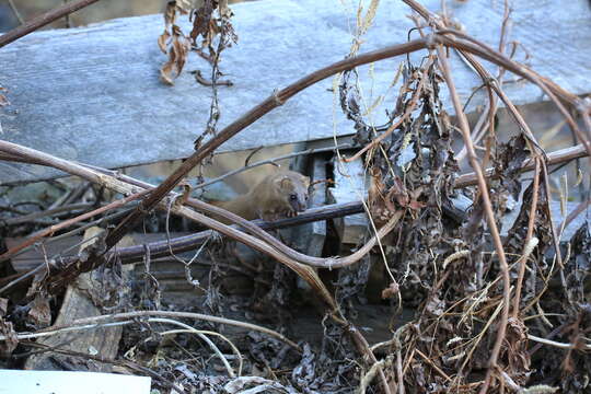 Image of Siberian Weasel