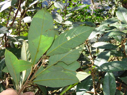 Image of Actinodaphne mushaensis (Hayata) Hayata