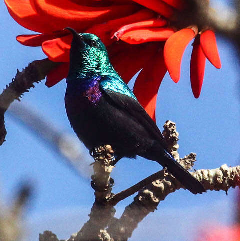 Image of Purple-banded Sunbird