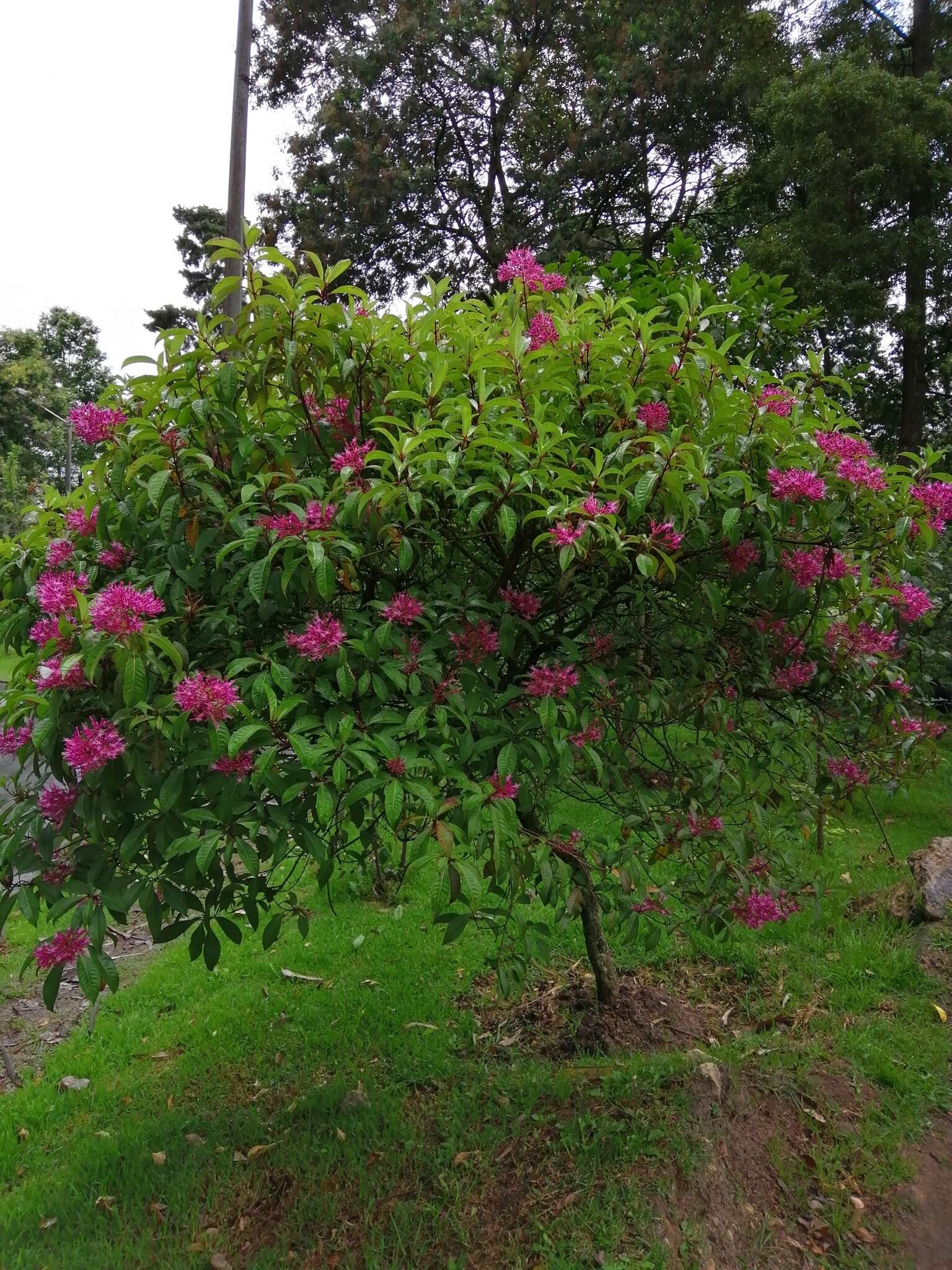 Sivun Fuchsia paniculata Lindl. kuva