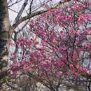 Image of Rhododendron pentaphyllum var. nikoense Komatsu