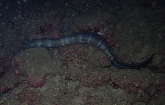 Image of Ash-colored conger eel