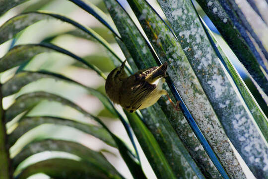 Image of Phylloscopus canariensis canariensis (Hartwig 1886)