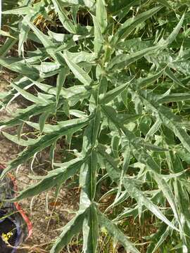 Image of Cynara cardunculus subsp. flavescens A. Wiklund