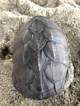 Image of Oaxaca Mud Turtle