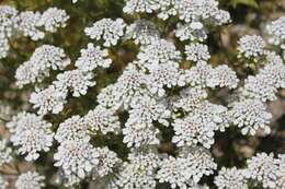 Image of annual candytuft