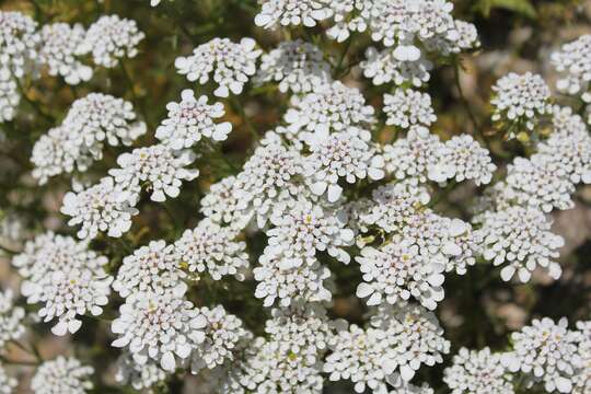 صورة Iberis pinnata L.