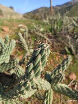 Image of California pricklypear