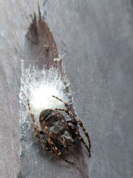 Image of Walnut Orb-Weaver Spider