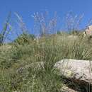 Image of Santa Rita Mountain grama