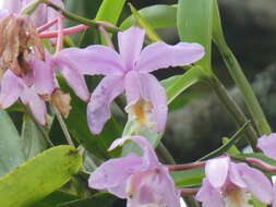 Image of Harrison's Cattleya