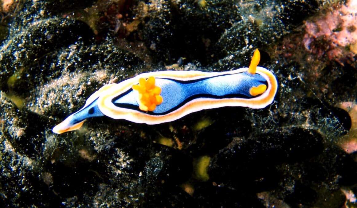 Image of Chromodoris annae Bergh 1877