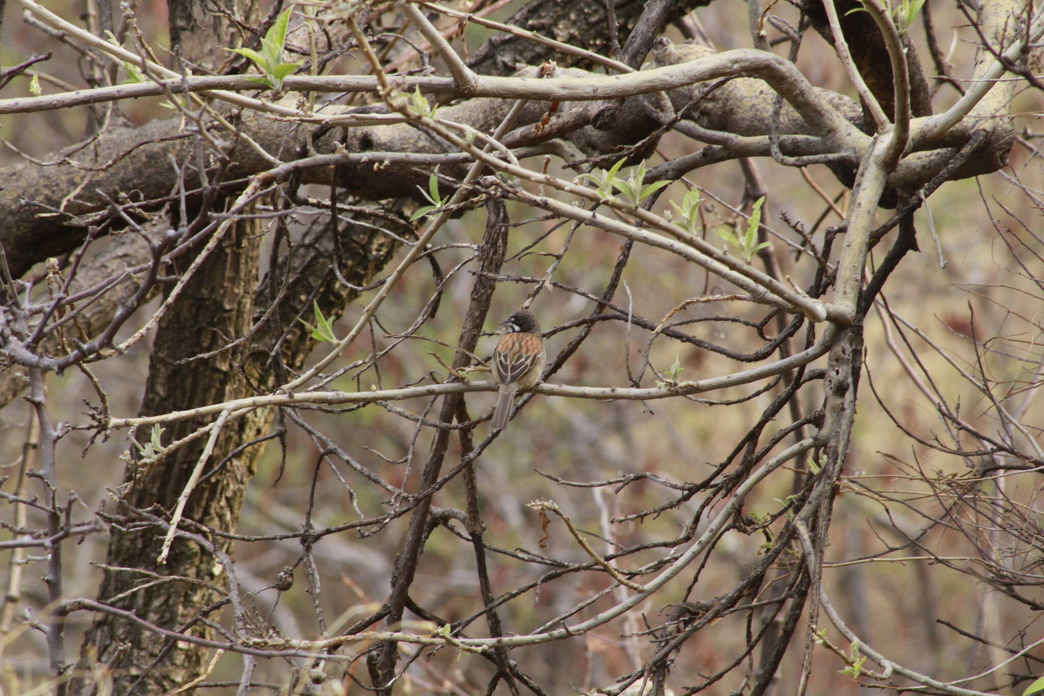 Image of Black-chested Sparrow