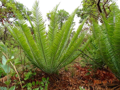 Image of Nile Cycad