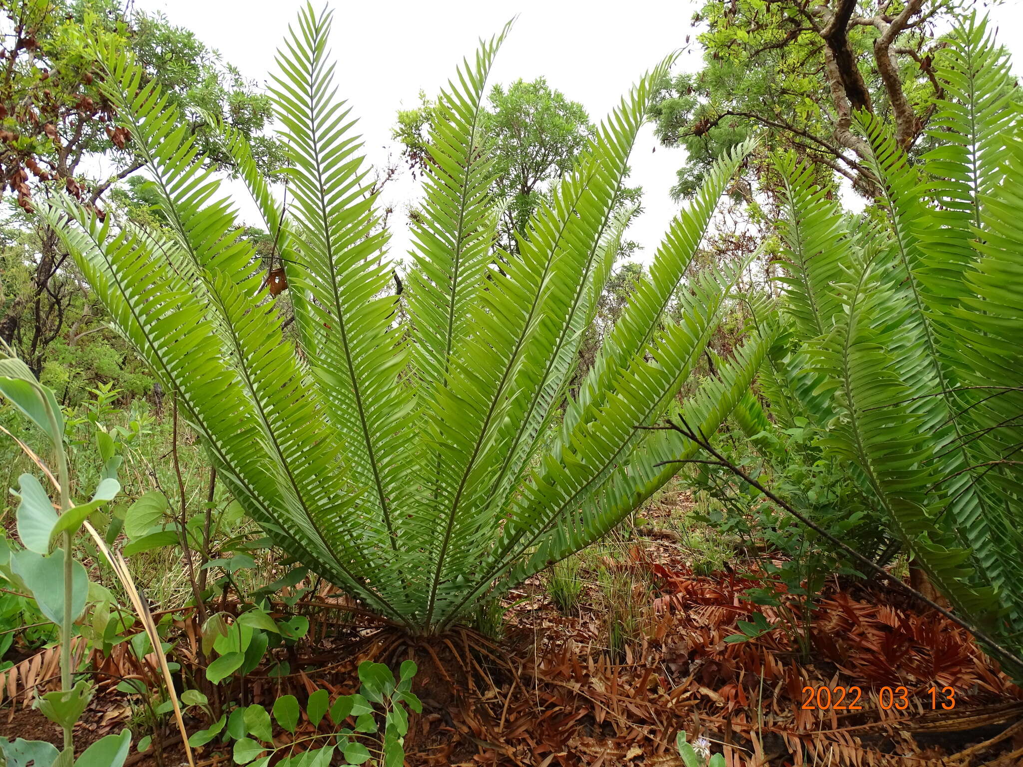 Image of Nile Cycad