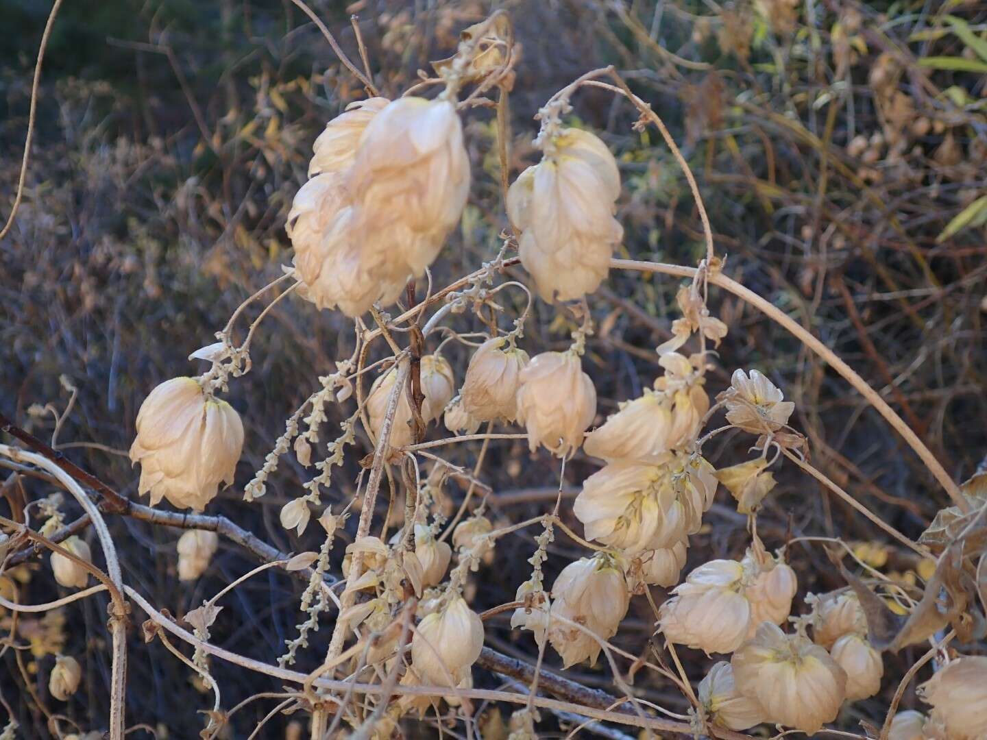 Image of common hop