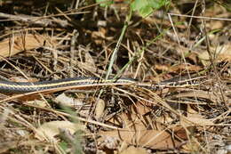 Image of Alameda Striped Racer