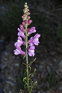 Image of Antirrhinum controversum Pau