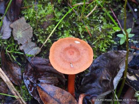 Image of Cortinarius uliginosus Berk. 1860