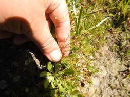 Image de Sabulina californica (A. Gray) Dillenb. & Kadereit